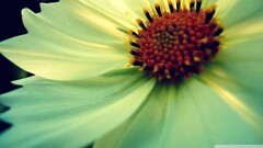 Flowers Plants macro