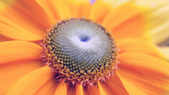 Flowers Plants macro yellow flowers