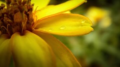 Flowers Plants macro yellow
