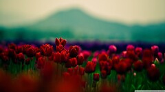 Flowers Plants Mountains depth of field tulips red flowers