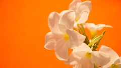 Flowers Plants orange background