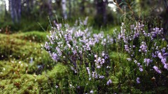 Flowers Plants outdoors