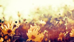 Flowers Plants outdoors sunlight yellow flowers