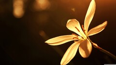 Flowers Plants petals