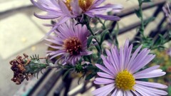 Flowers Plants petals