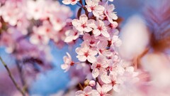 Flowers Plants pink flowers cherry blossom