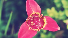Flowers Plants pink flowers petals colorful