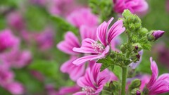 Flowers Plants pink flowers