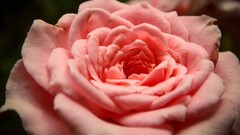 Flowers Plants pink flowers