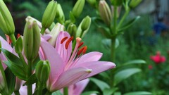 Flowers Plants pink pink flowers Green