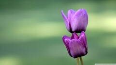 Flowers Plants purple flowers