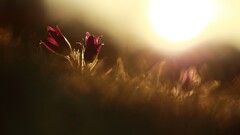 Flowers Plants red flowers outdoors