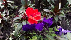 Flowers Plants red flowers purple flowers Garden