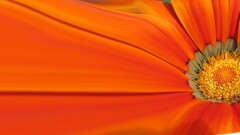 Flowers Plants red flowers