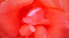 Flowers Plants red flowers