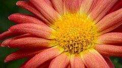 Flowers Plants red flowers