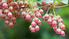 Flowers Plants red flowers