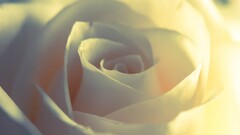 Flowers Plants rose Beige macro white