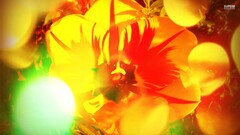 Flowers Plants sunlight