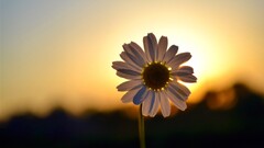 Flowers Plants sunlight