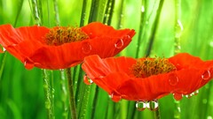 Flowers Plants water drops red flowers