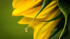 Flowers Plants water drops yellow flowers