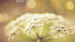 Flowers Plants white flowers
