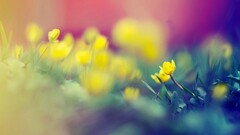 Flowers Plants yellow flowers