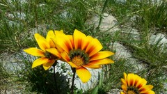 Flowers Plants yellow flowers