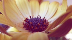 Flowers Plants yellow flowers