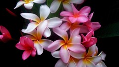 Flowers plumeria Plants