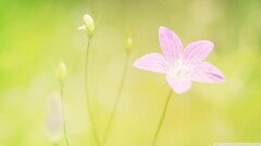 Flowers purple flowers Plants green background