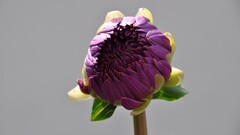 Flowers purple flowers Simple Background Plants