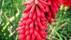 Flowers red flowers Plants