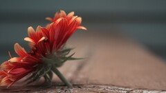 Flowers red flowers Plants