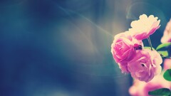 Flowers rose macro Plants