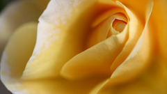 Flowers rose macro Plants