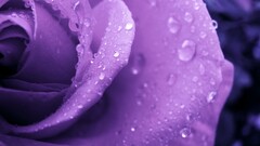 Flowers rose purple flowers water drops macro Plants