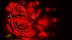 Flowers rose red flowers bokeh Plants