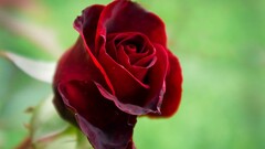 Flowers rose red flowers Plants