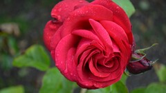 Flowers rose water drops red flowers