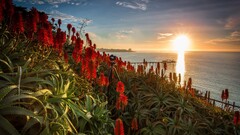 Flowers Sea sunlight sky USA