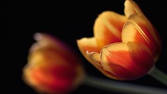 Flowers Simple Background black background tulips Plants