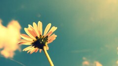 Flowers sky yellow flowers Plants