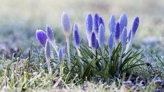 Flowers snow crocus dew nature frost Plants wet cold