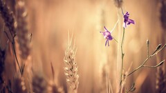 Flowers spikelets purple flowers nature Plants