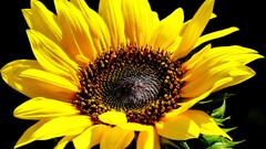 Flowers Sunflowers Plants yellow flowers
