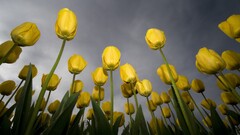Flowers tulips worm's eye view low-angle dew yellow flowers