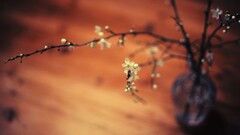 Flowers twigs depth of field macro flowerpot blurred vases