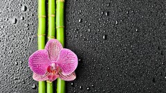 Flowers water drops bamboo Orchids Plants texture